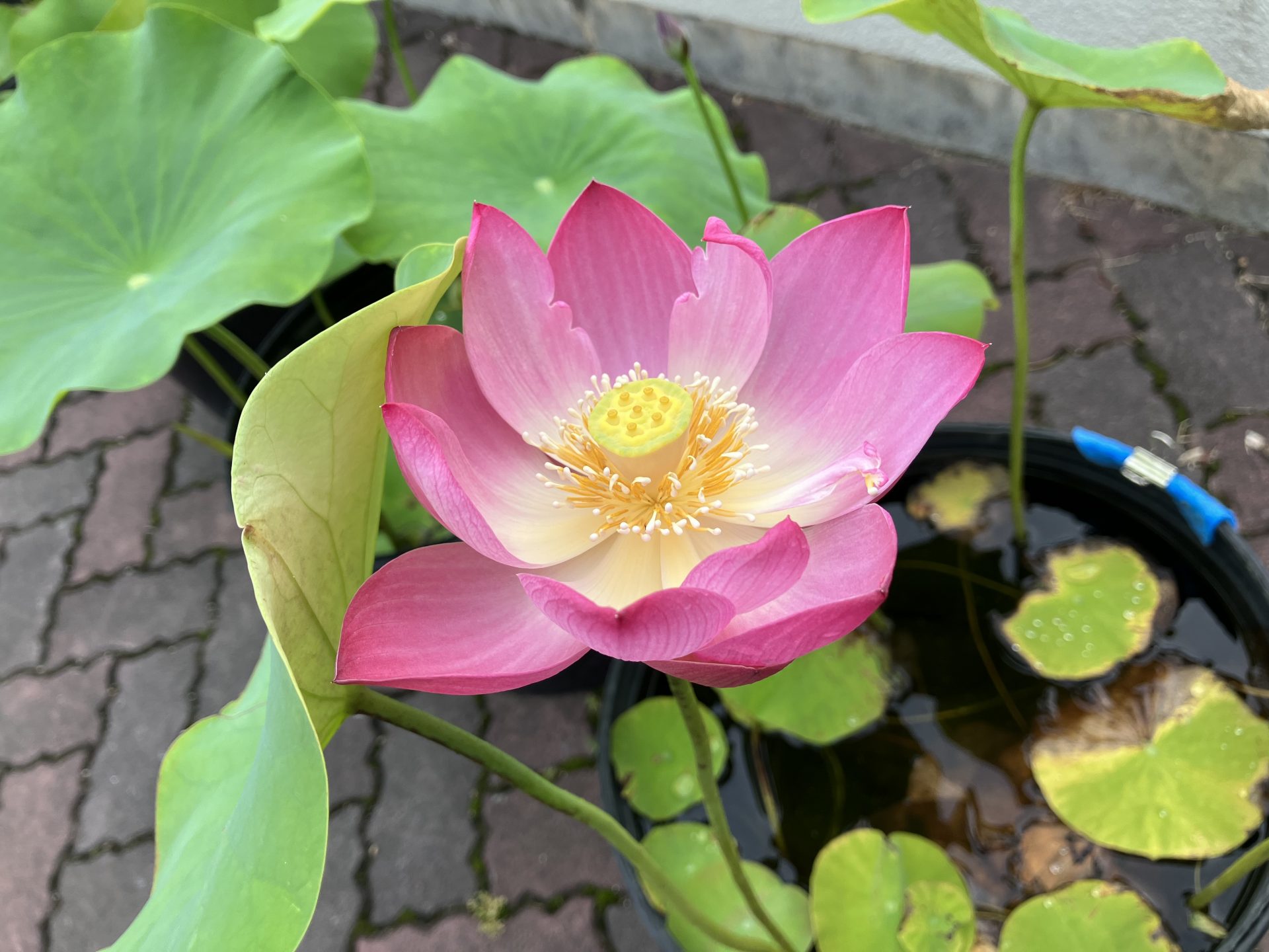 桃蓮蓮玉✨皇の縁ハイヤーセルフ‼️是が非でも欲しい‼️と感じた方ご購入ください 上野公園の蓮の花が見頃！うえの夏まつり風鈴回廊（蓮見デッキりんりん